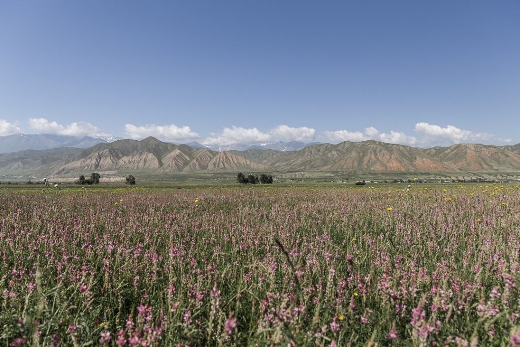 La flore kirghize : un écrin de biodiversité pour le miel blanc
