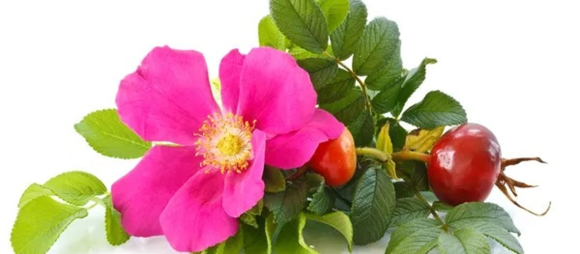 miel de rosier sauvage